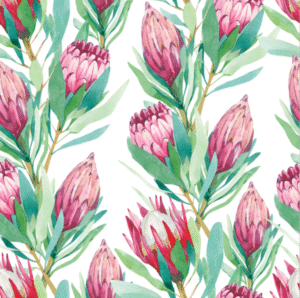 Protea