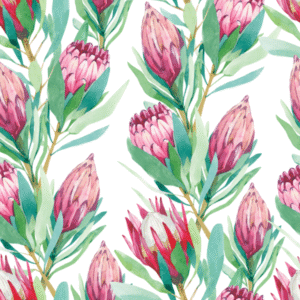Protea